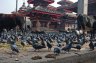nepal-8714.jpg - 